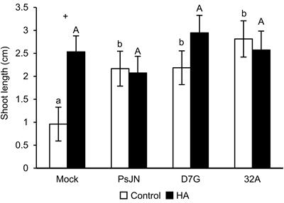 Humic Acid Enhances the Growth of Tomato Promoted by Endophytic Bacterial Strains Through the Activation of Hormone-, Growth-, and Transcription-Related Processes